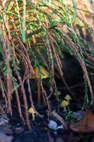 Morning Fungi