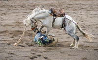 Rodeo