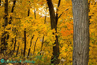 Weidasville Golden Autumn Color