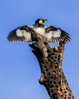Acorn Woodpecker in Grainery Tree