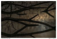 Branches