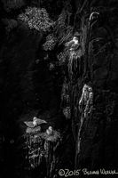 Cliff Palace: BLACK & WHITE Magazine February 2016 has awarded this a Single Image Award in Animals