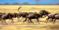 Wildebeest Run