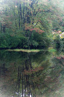 Pond Reflection