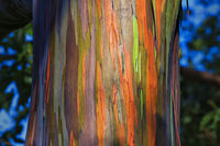 Rainbow Eucalyptus