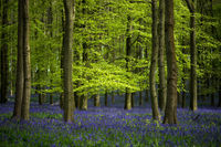 Springtime Bluebells