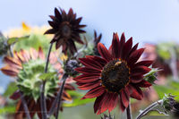 Sunflowers 2014