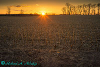  Lower Macungie Farmer's Field Sunset
