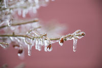 freezing rain 6D 300/2.8L IS