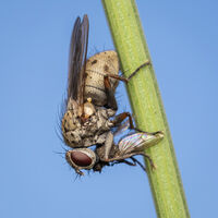 Robber Fly
