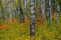 Northwoods Birches