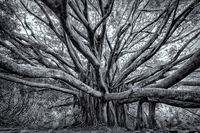 Banyan Tree