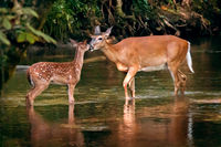 The Kiss