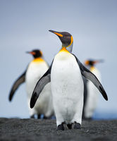Penguin Posse