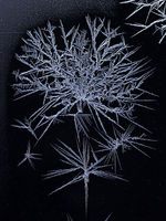 frost between the panes, 1DX M645 A 120/4 Macro