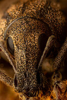 5x Focus Stack