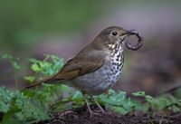 Hungry Hermit