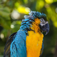 Parrot