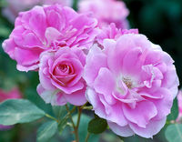Nikon D40 Nikkor 105/2.5 Ai