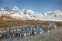 King Penguins by a Stream