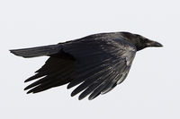 raven 1DIV 500/4L IS