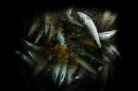 CORNISH SARDINES