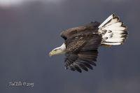 Dive 2 2014