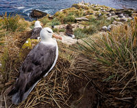 Black-browed Albatross on Nest