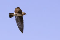 swallow 1DIV 70-200/2.8L IS II