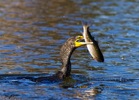 Cormorant Versus Trout