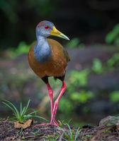 Gray-necked Wood Rail