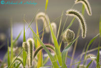 Lyon Valley Road Grasses and Flowers