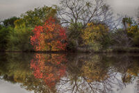 Fall Colors in South Texas
