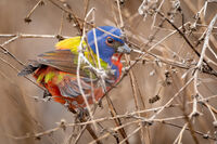 Painted Bunting
