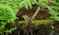 House Wren