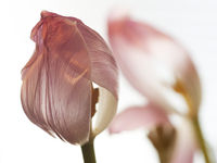 flowers 1DsIII M645 A 120/4 Macro