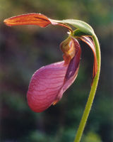 Pink Lady's Slipper