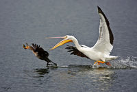 Gimme The Fish