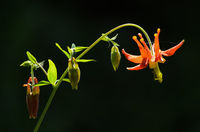 Western Columbine