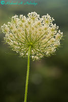 Queen Anne's Lace