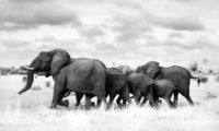 Happy Elephants