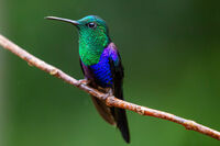 Ecuador Rainforest Hummingbird