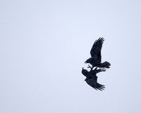 wrestling ravens, 1DX 500/4L IS 1.4x III