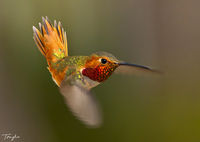 A Portrait of An Allen's Hummer