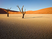 Dead Trees, Clay Pan