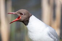 Black-headed Gull