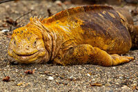 Lazy Galapagos Land Iguana