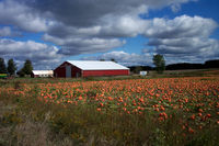 Field of Pumpkins