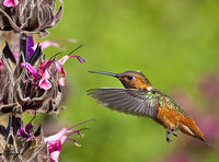 Hummingbirds Sage