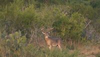 Buck in Velvet at Sundown
